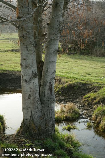 Alnus rhombifolia