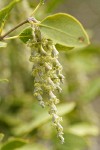 Fremont's Silktassel male blossoms & foliage detail