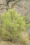 Fremont's Silktassel (male) under Garry Oak