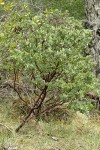 Gasquet Manzanita