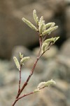 Del Norte Willow female aments
