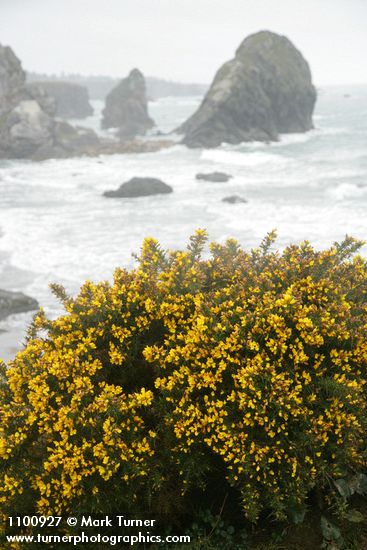Ulex europaeus