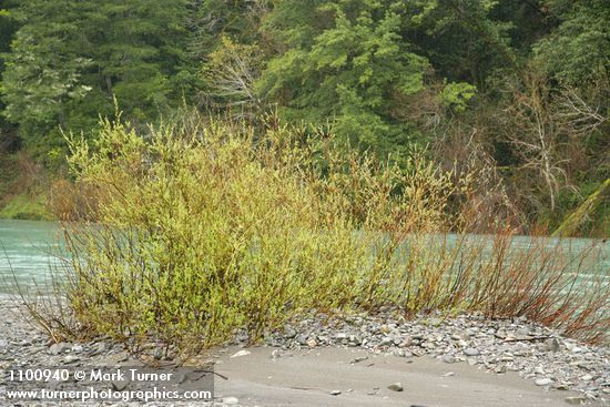 Salix melanopsis