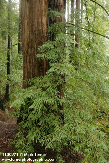 Sequoia sempervirens