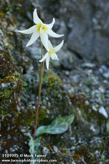 Erythronium citrinum