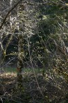 Blackfruit Dogwood