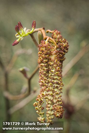 Corylus avellana