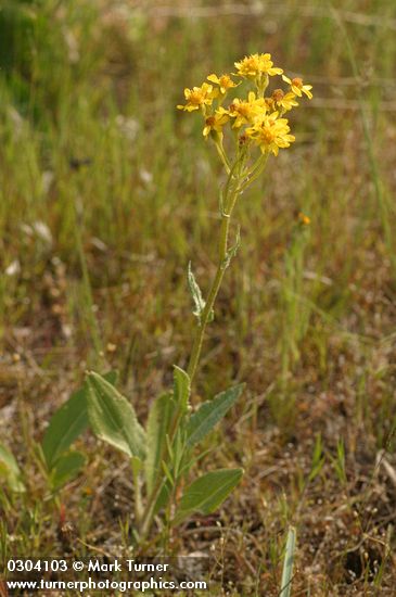 Senecio integerrimus