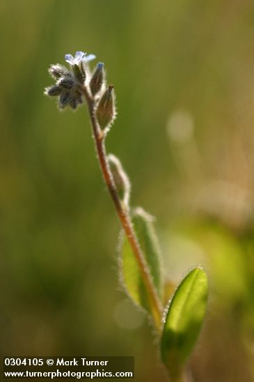 Myosotis stricta (M. micrantha)