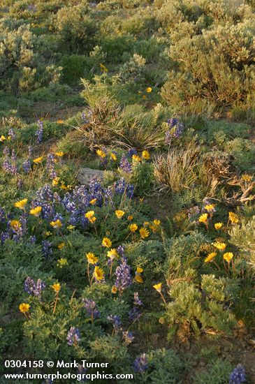 Balsamorhiza hookeri; Lupinus lepidus