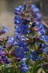 Sand-dune Penstemon blossoms