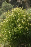 Spiny Hopsage