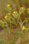 White-stemmed Stick-leaf