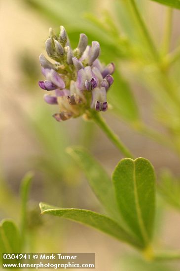 Psoralidium lanceolatum (Psoralea lanceolata)