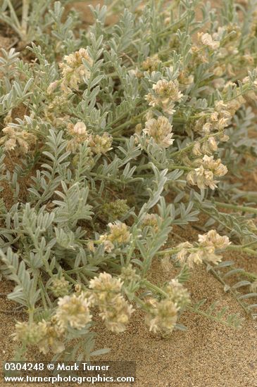 Astragalus sp.