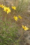 Cusick's Sunflowers