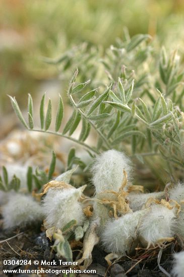 Astragalus purshii