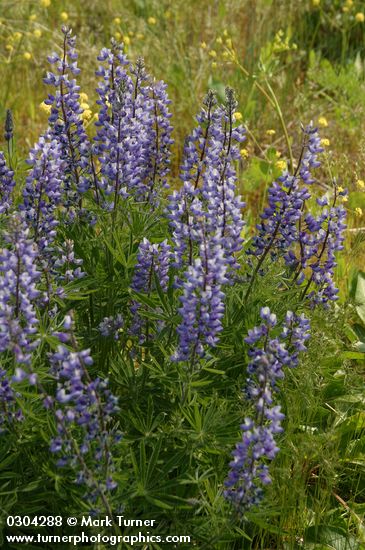 Lupinus sericeus ssp. sericeus var. flexuosus (L. sericeus var. fikeranus)