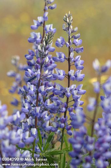 Lupinus sericeus ssp. sericeus var. flexuosus (L. sericeus var. fikeranus)