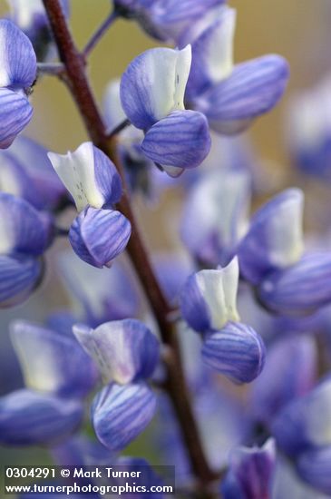Lupinus sericeus ssp. sericeus var. flexuosus (L. sericeus var. fikeranus)