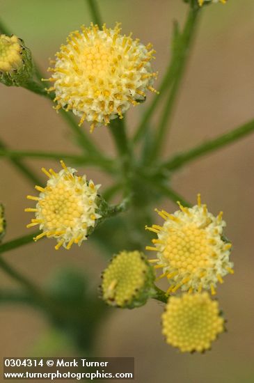 Senecio integerrimus var. exaltatus (S. integerrimus var. vaseyi)