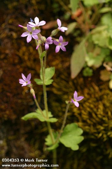 Suksdorfia violacea