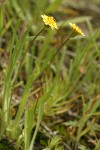 Annual Agoseris