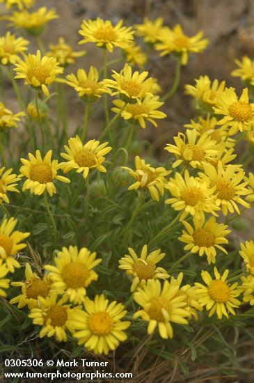 Erigeron piperianus
