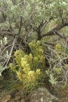 Thompson's Paintbrush under Big Sagebrush