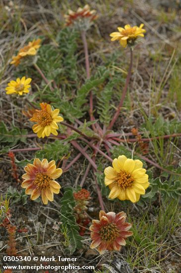 Balsamorhiza rosea