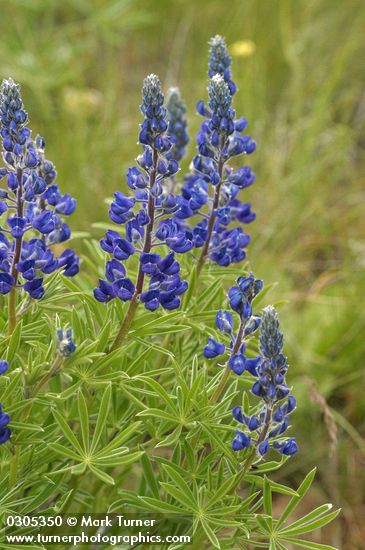 Lupinus bingenensis var. subsaccatus (L. sulphureus var. subsaccatus)