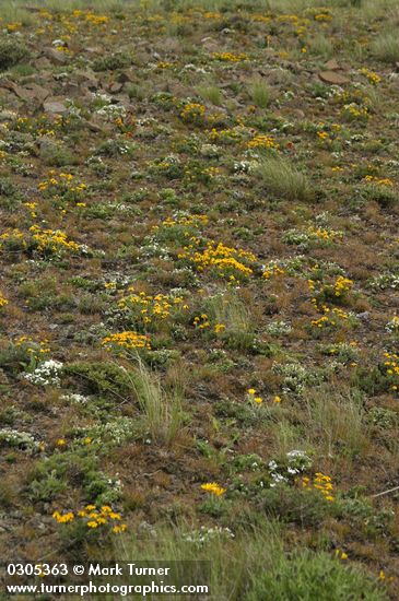 Stenotus stenophyllus (Haplopappus stenophyllus); Phlox sp.; Agropyron spicatum