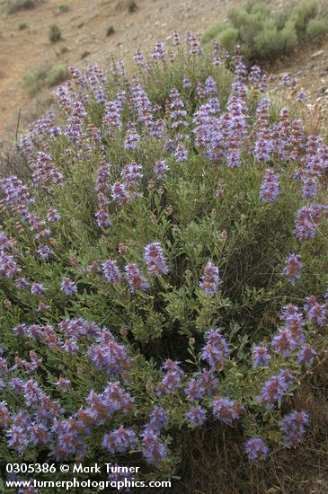 Salvia dorrii