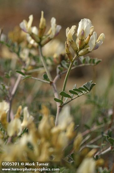 Astragalus sp.