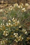 Milk-vetch