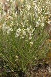 Spalding's Milk-vetch