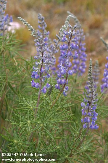 Lupinus bingenensis var. subsaccatus (L. sulphureus var. subsaccatus)