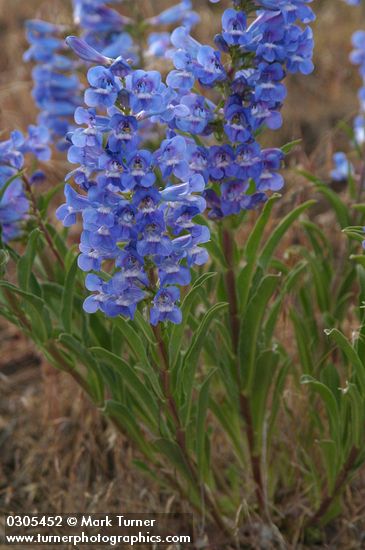 Penstemon speciosus