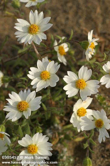 Layia glandulosa