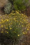 Slender Hawksbeard