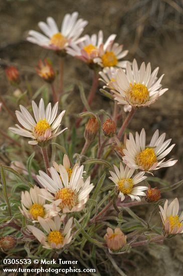 Townsendia florifer