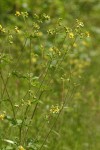 Sticky Cinquefoil