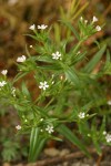 Midget Phlox