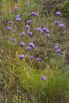 Ball-head Cluster Lily (Ookow)