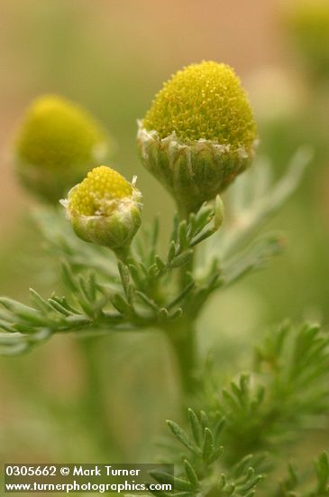 Matricaria discoidea (M. matricarioides)