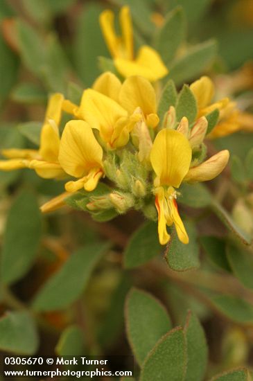 Lotus nevadensis