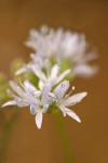 Blue Field Gilia blossoms extreme detail