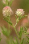 Hare's-foot Clover blossoms detail