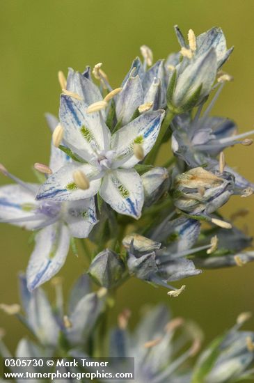 Frasera albicaulis