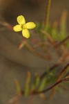 Slender Evening Primrose